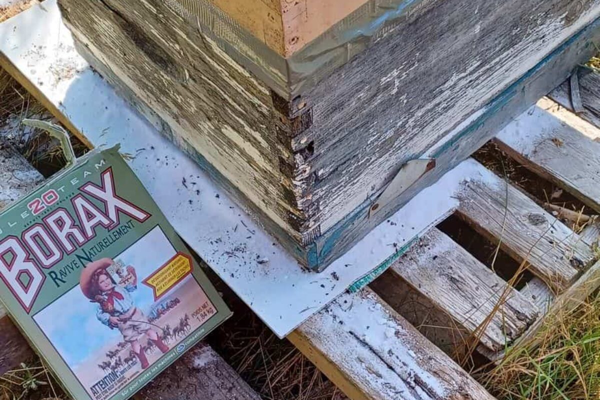 How to Control Borax Bees for Successful Beekeeping