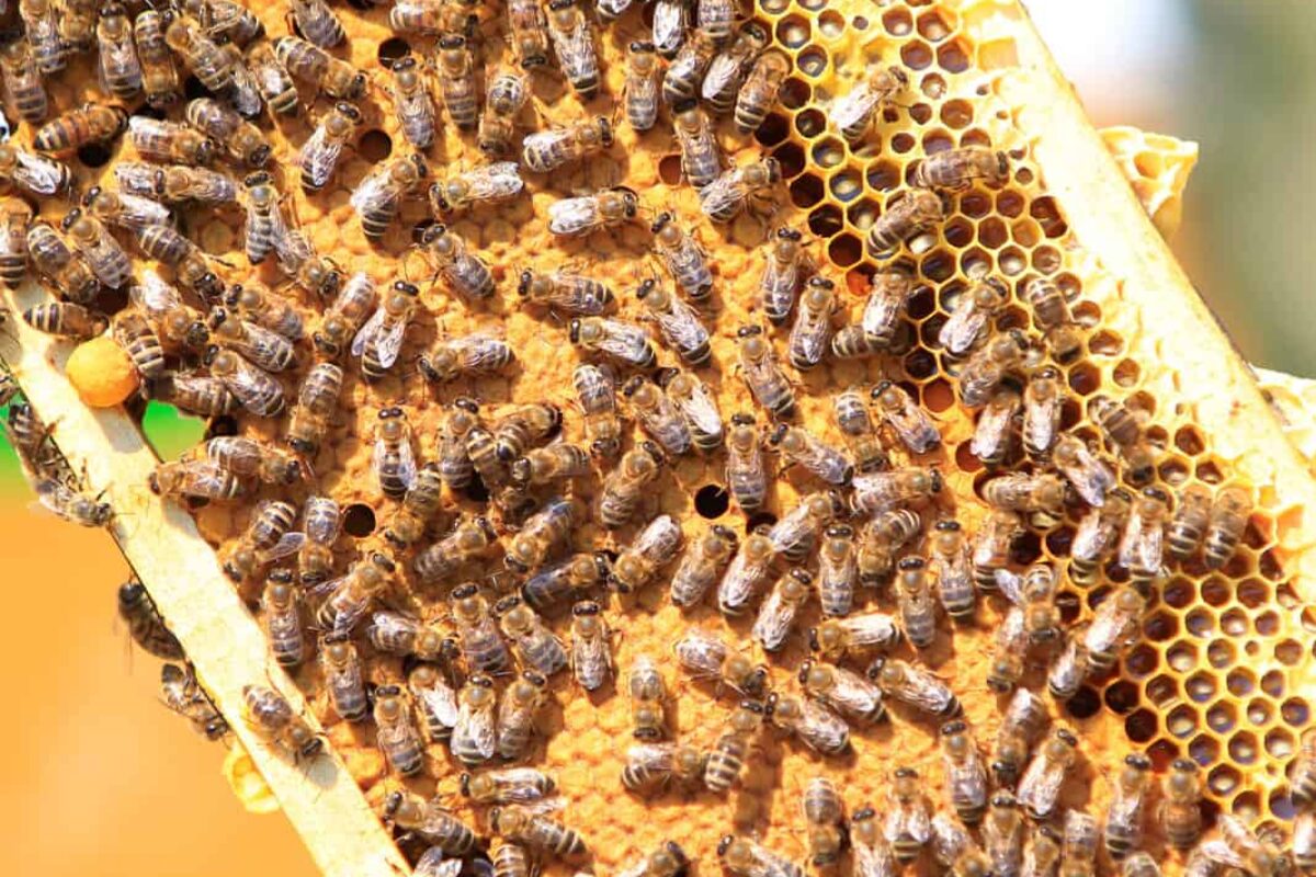 Unlock the Potential of Bug Bees: The Key to Successful Beekeeping