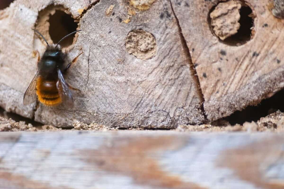 Beekeeping: How to Safely Capture and Release a Bumblebee in Your Home