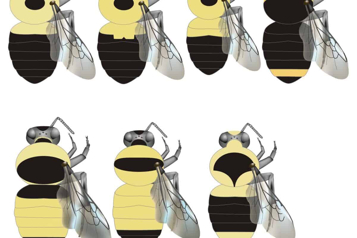 Beekeeping: A Comparison of Bumblebee vs Mason Bee