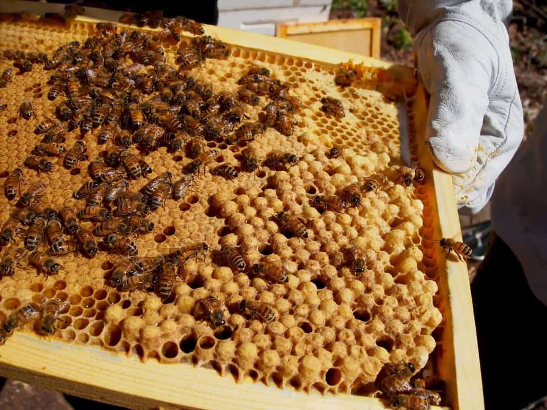 Can A Bee Hive Have More Than One Queen?