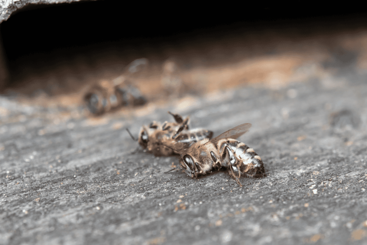 Can Bees Sting When They Are Dead?