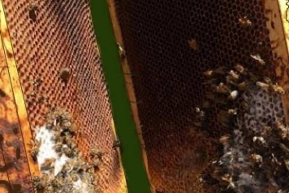 Can Bleach Kill Bees? A Beekeeper’s Guide to Safely Managing Beehives