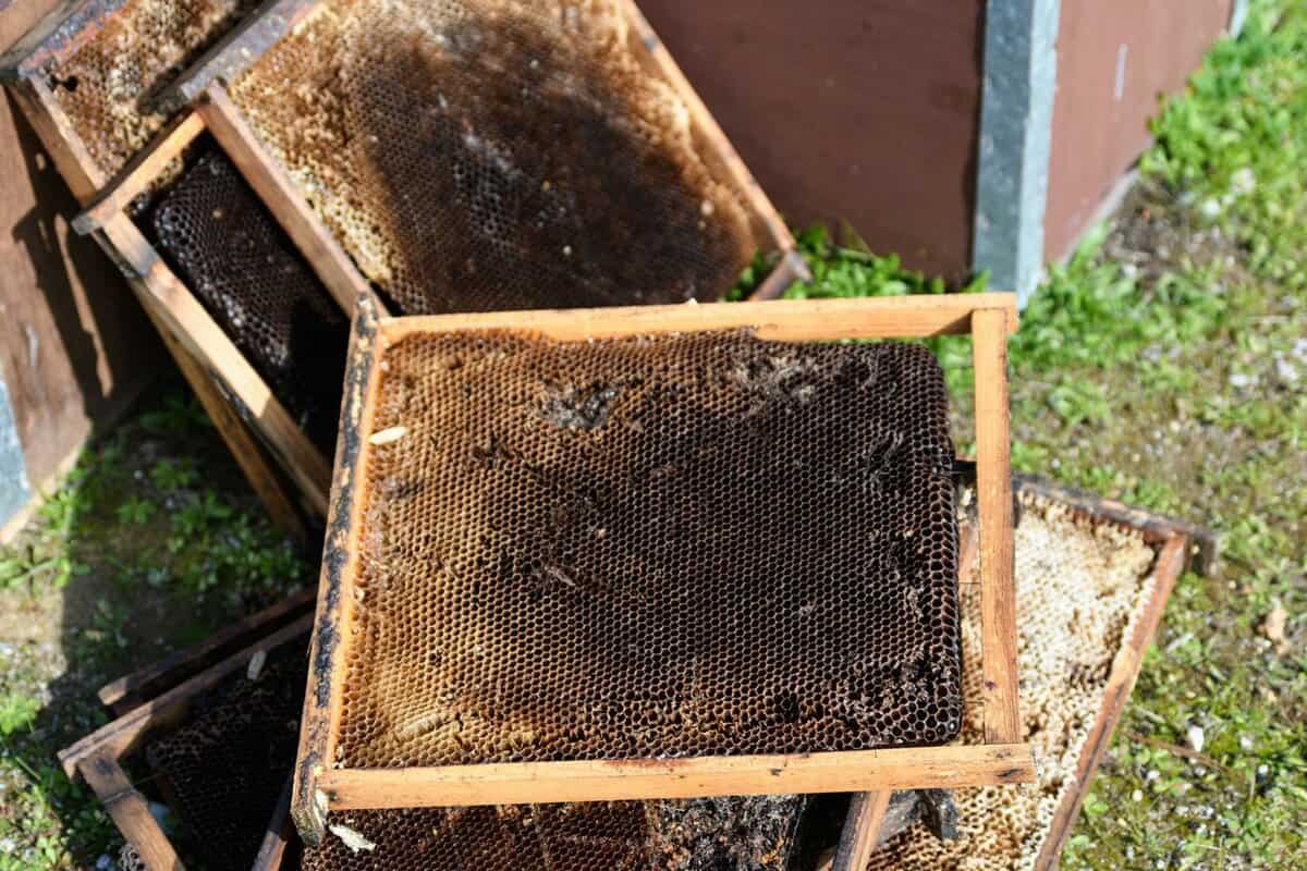 Can Borax And Boric Acid Be Used To Kill Bees?