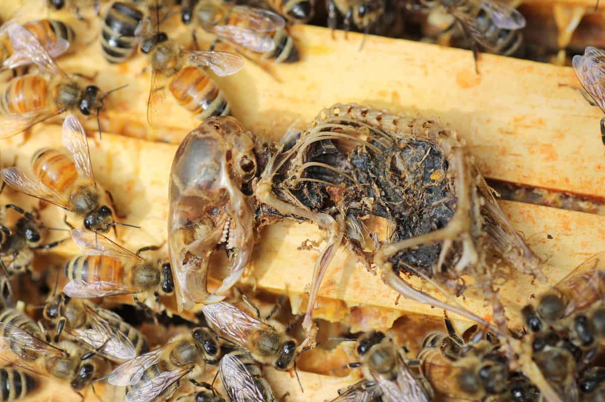 Can Dead Bees Still Sting?