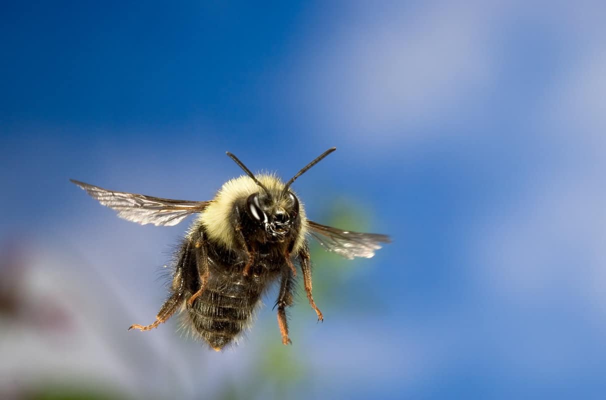 Can Queen Bees Fly?