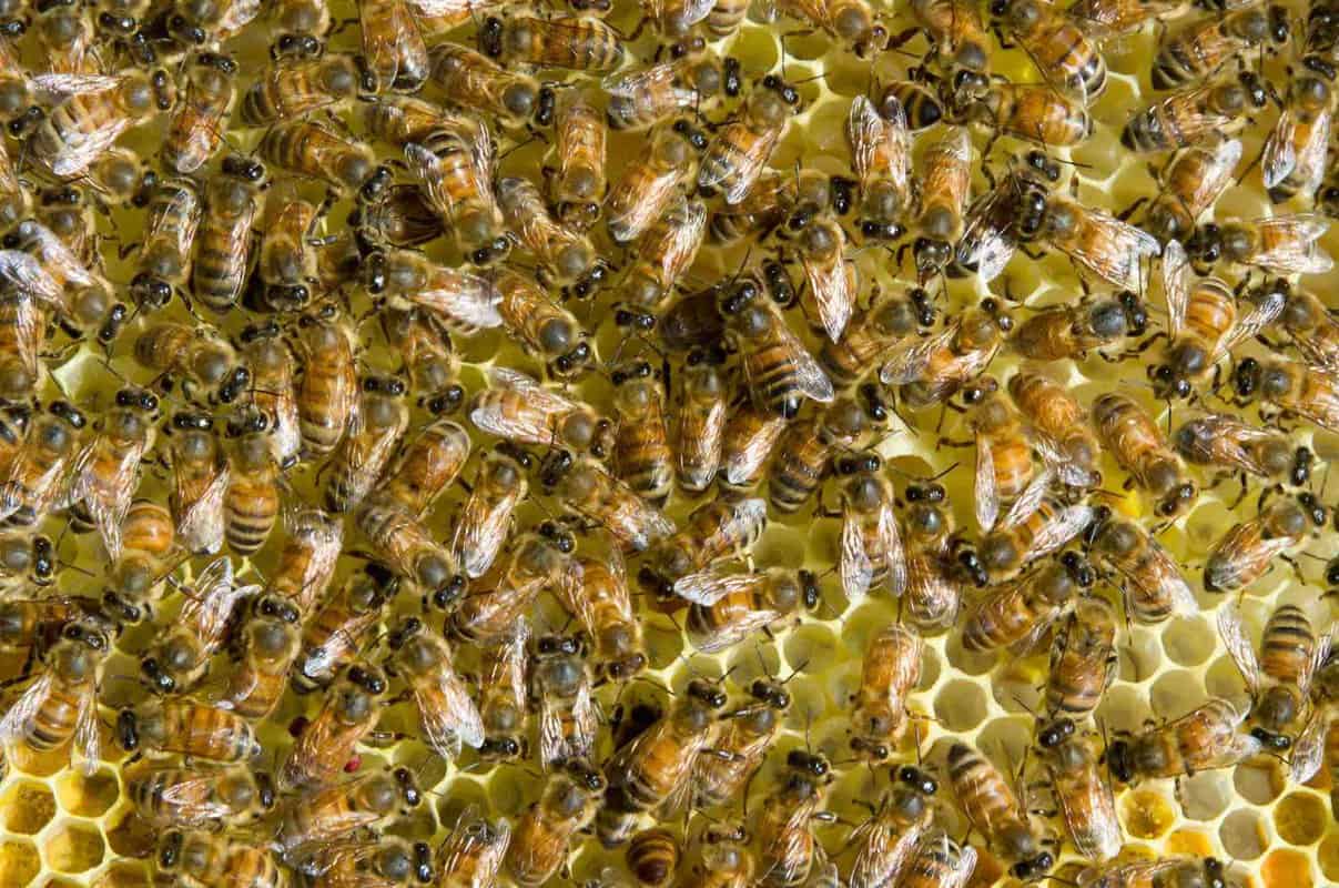 Care And Maintenance Of Big Honey Bees