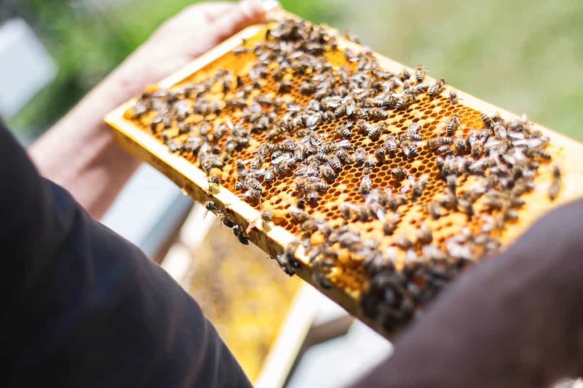 Challenges Of Beekeeping With Furry Bees