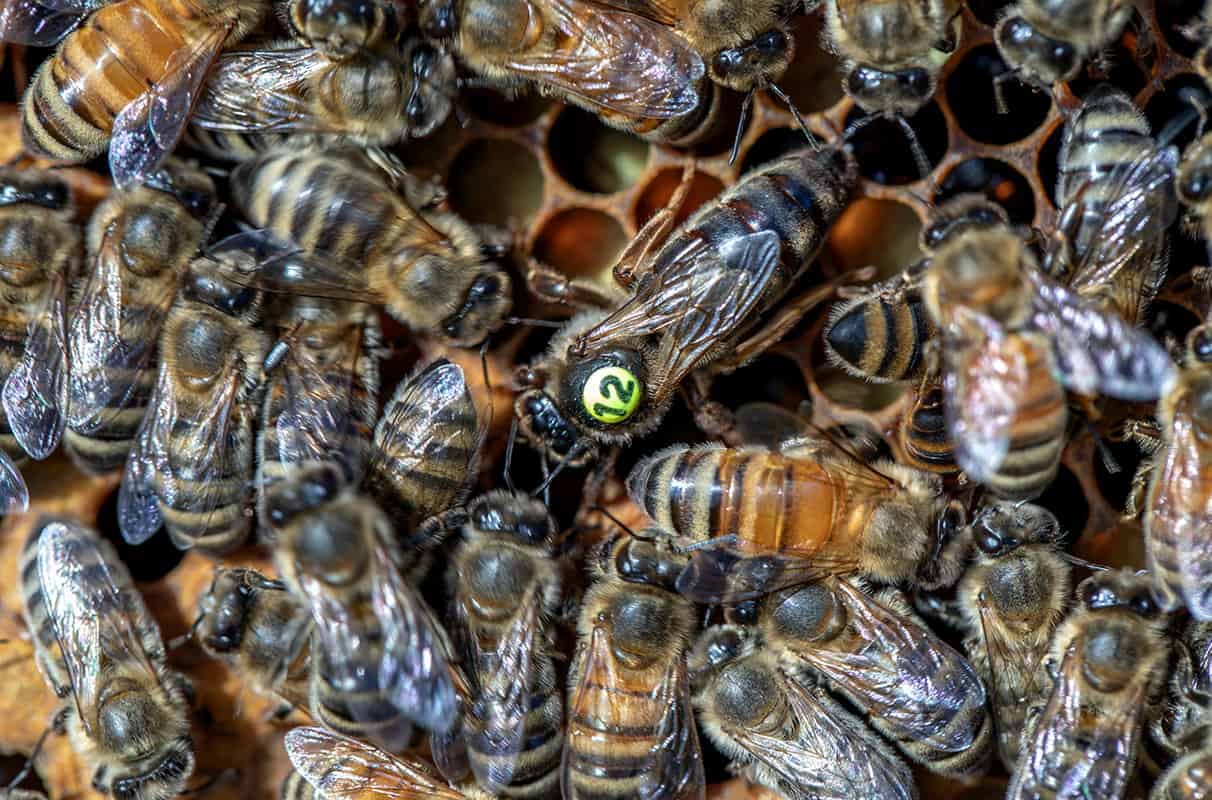 Challenges Of Keeping A New Queen Bee