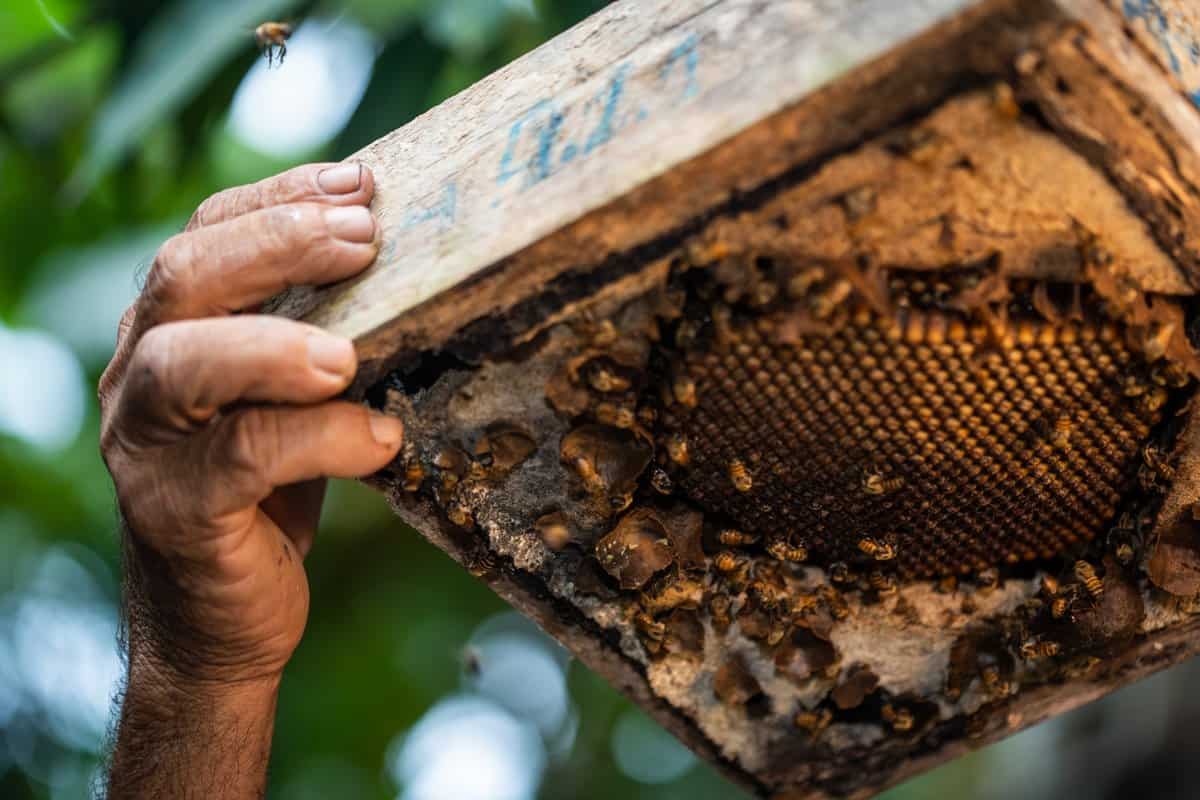 Challenges Of Keeping Dark Bees