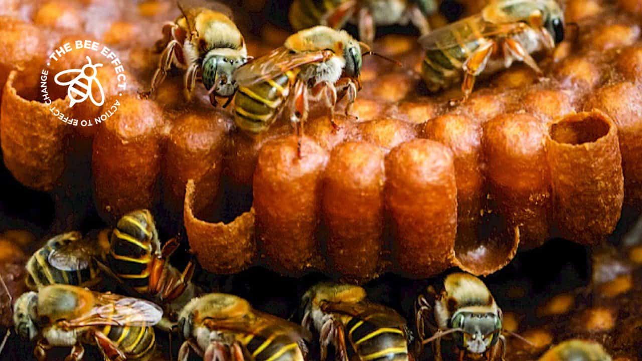 Challenges Of Keeping Stingless Bees