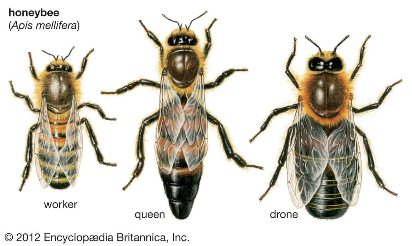 Characteristics Of Common Honeybee