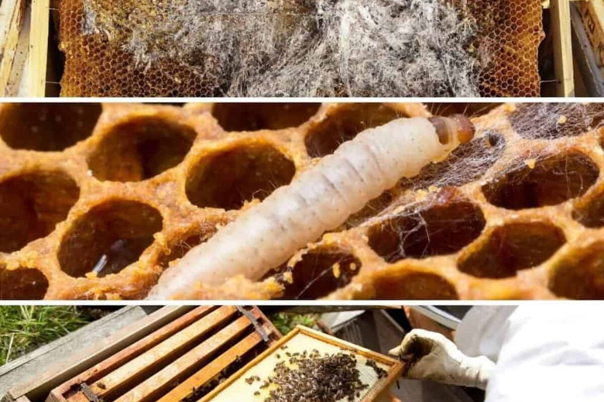 Beekeeping with the Common Honeybee: A Comprehensive Guide