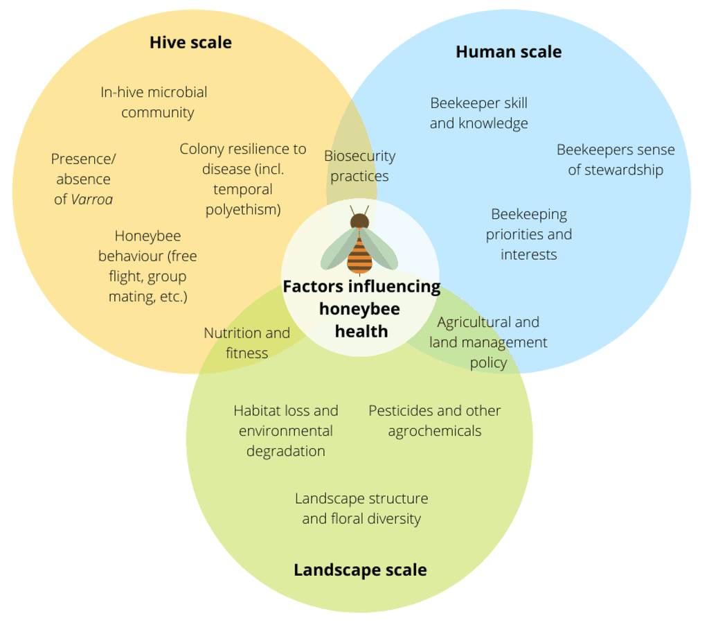 Common Honeybee Health