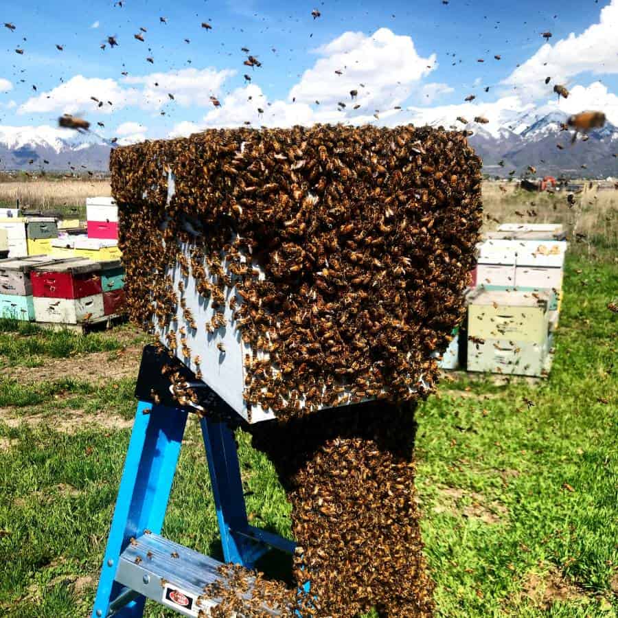 Controlling Bee Swarms