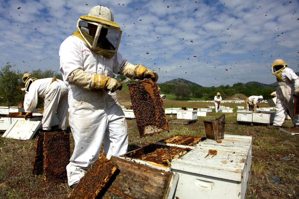 Dangers Of Beekeeping