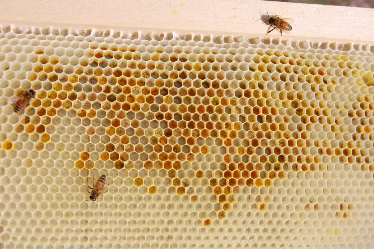 Discover Different Color Bees in Beekeeping: How to Identify & Care for Unique Bee Types