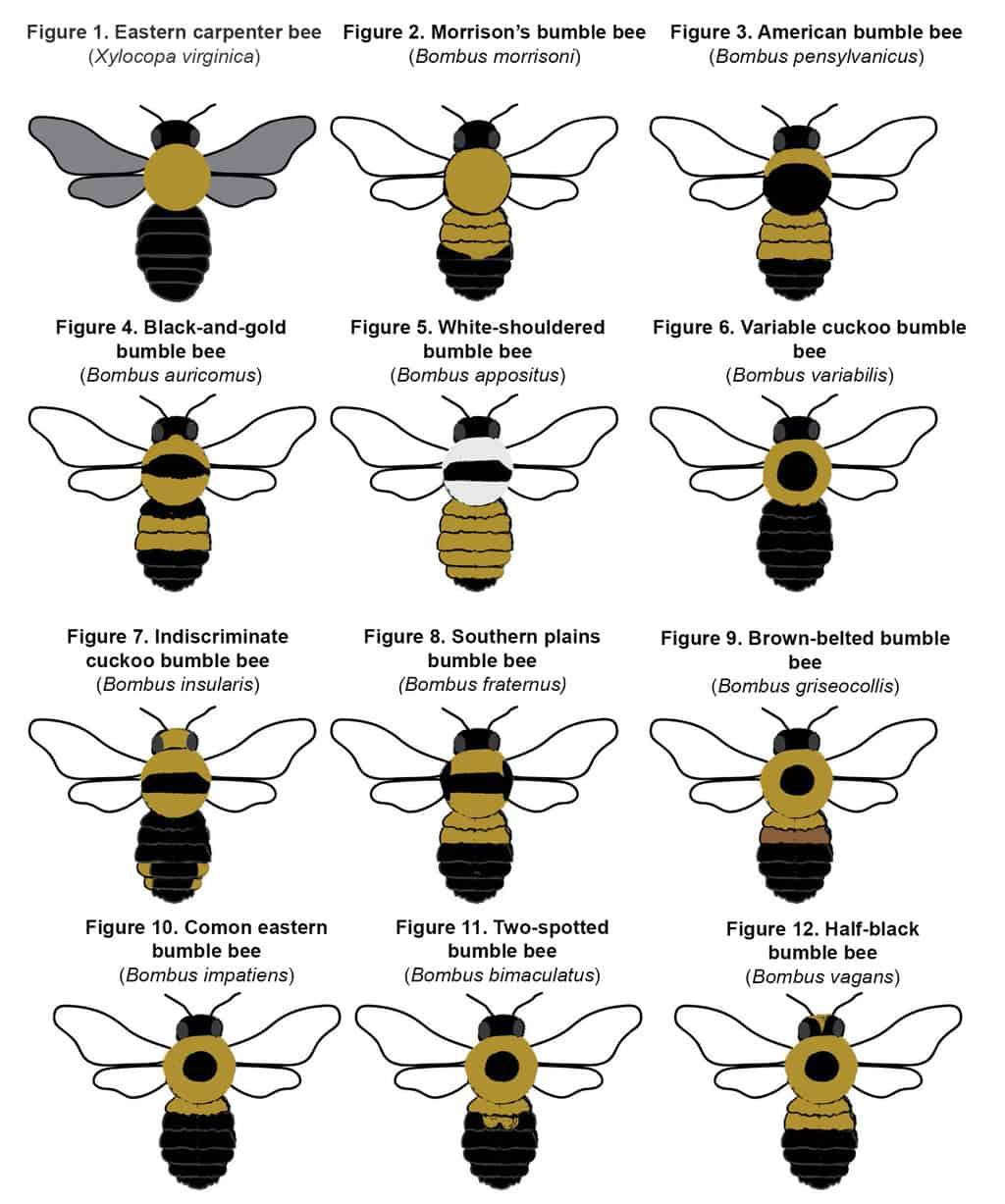 Different Colors Of Bumble Bees