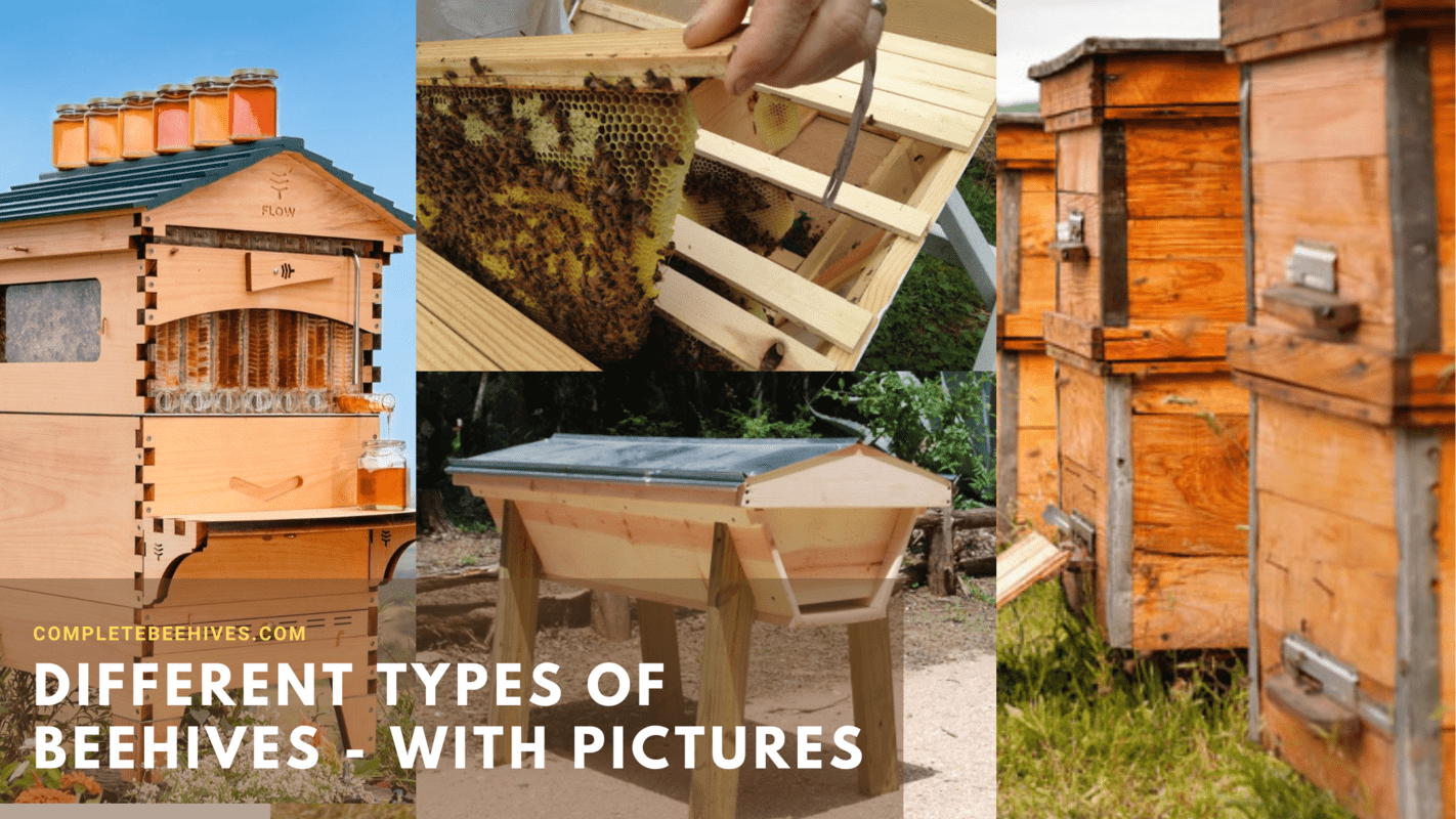 Different Hive Types