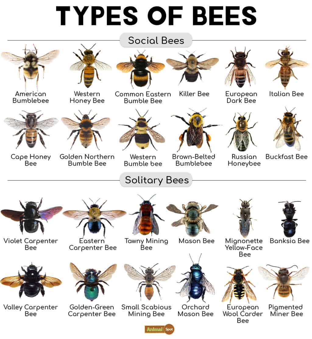Different Sweet Bee Insects