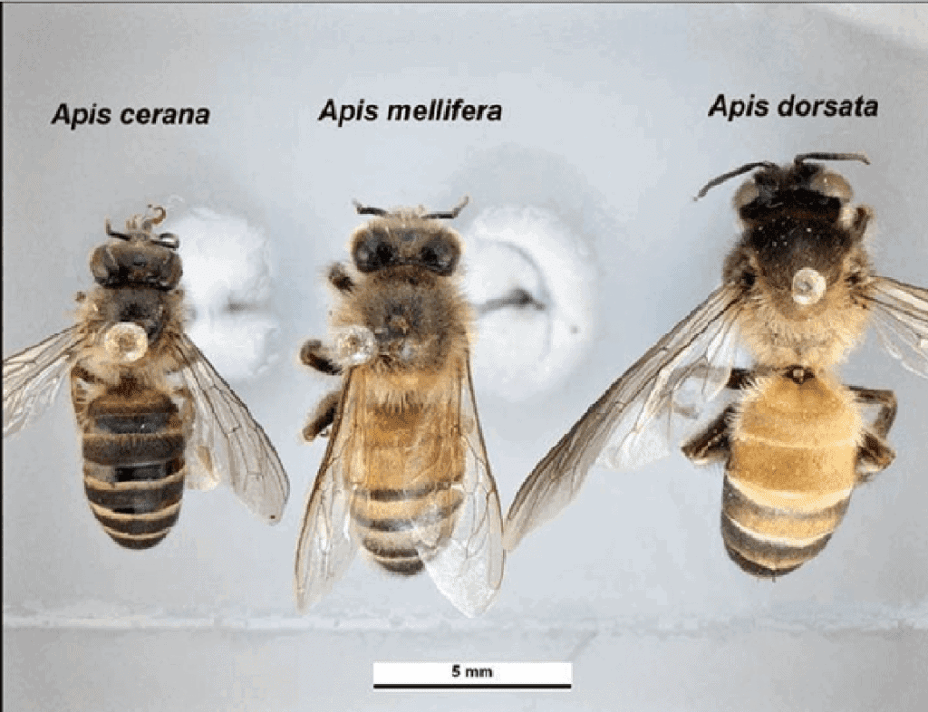 Different Varieties Of Honey Bees