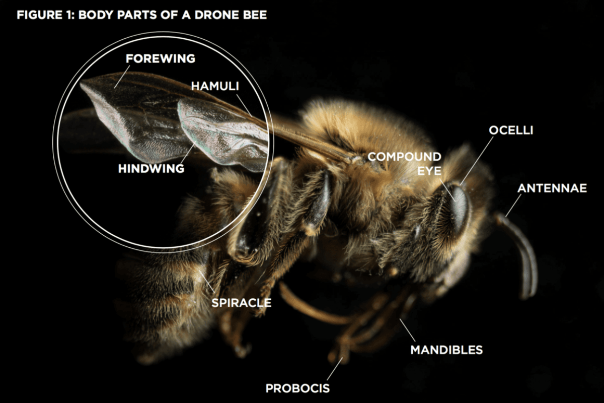 Do Bees Bite? What Beekeepers Should Know About Bee Stings and Bites