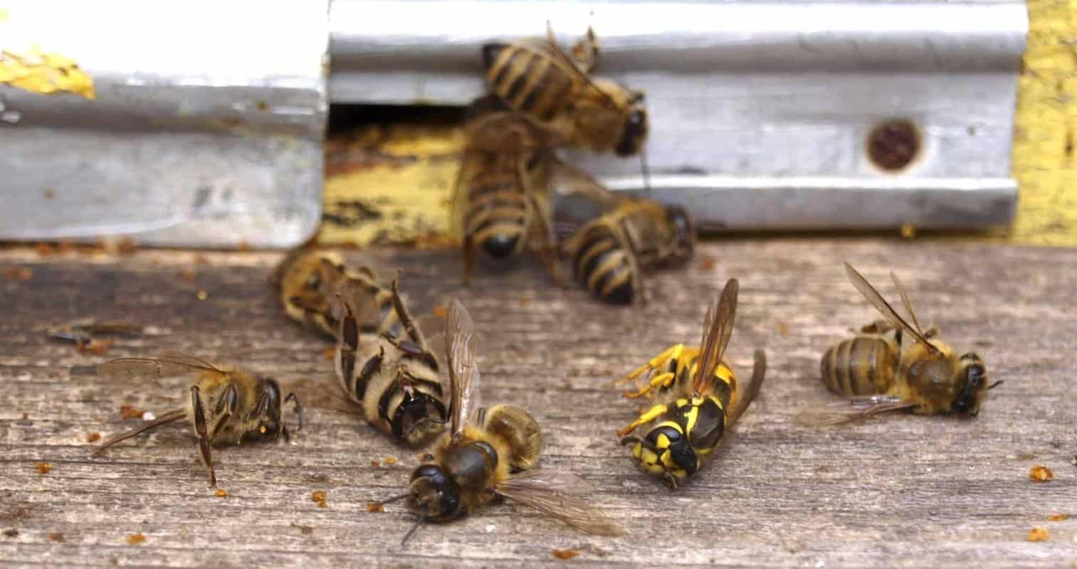 Do Bees Die?