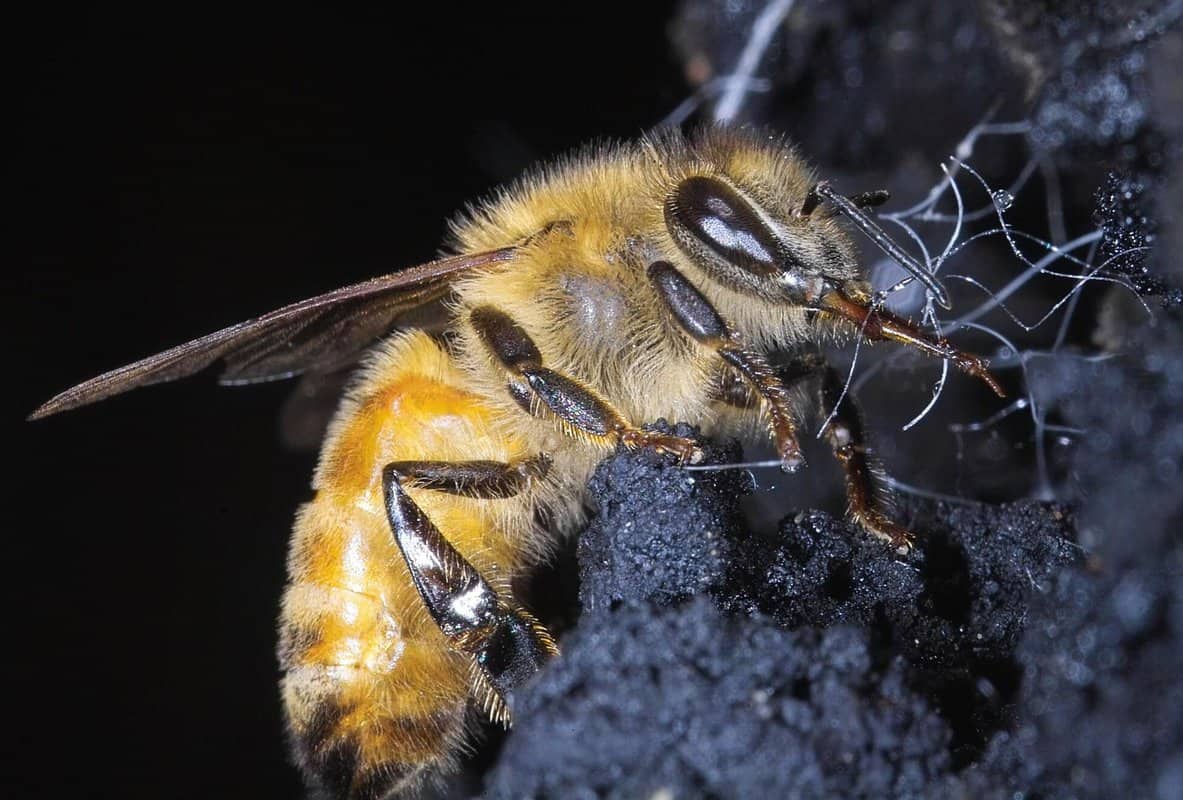 Do Ground Bees Die After Stinging?