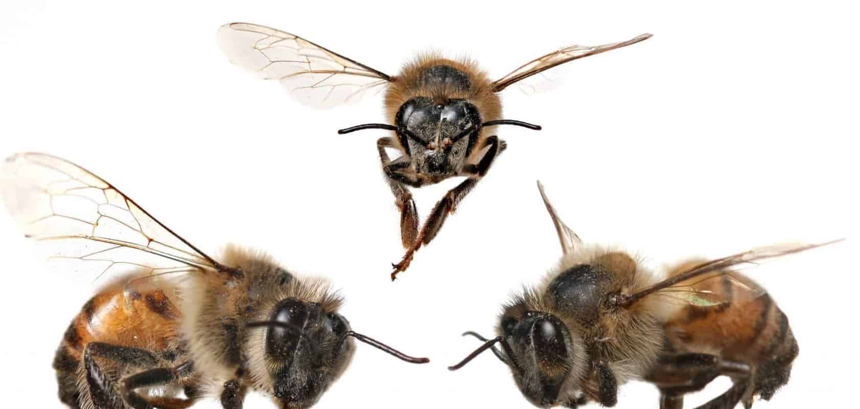 Do Male Or Female Bees Collect Pollen?