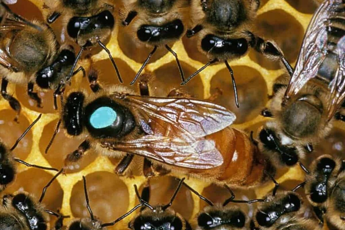 Do Queen Bees Fly? Discover the Facts About Beekeeping and Queen Bees