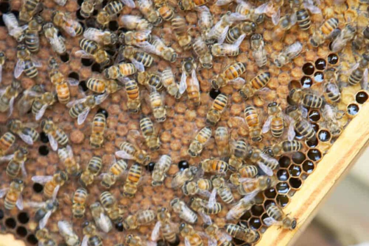Unlock the Benefits of Domestic Beekeeping with a Domestic Bee!