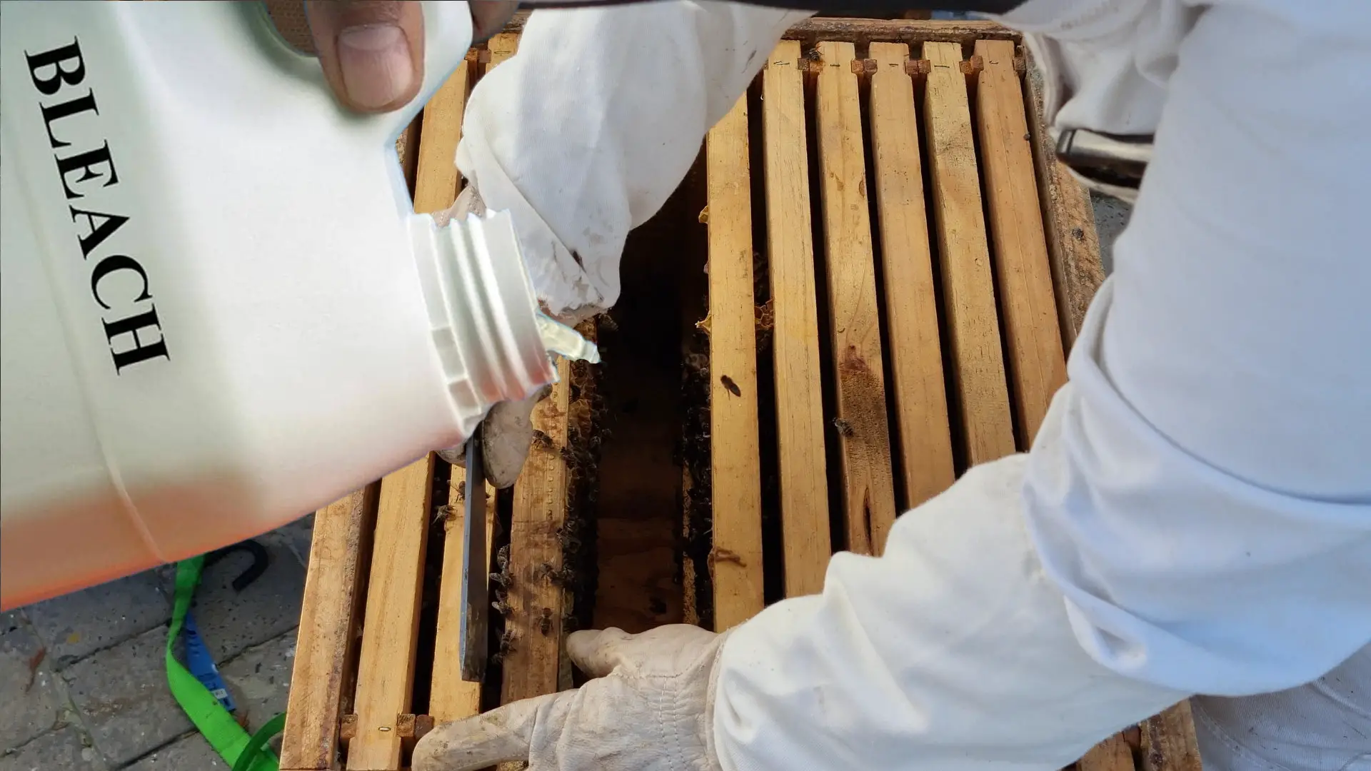 Effects Of Bleach On Bees
