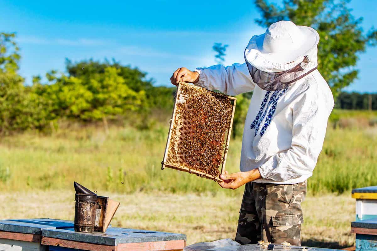 Enhancing The Beekeeping Experience