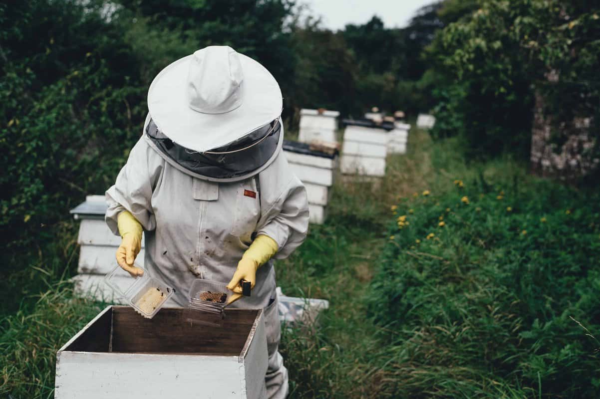 Equipment And Preparations Needed For Beekeeping With Black Honey Bee