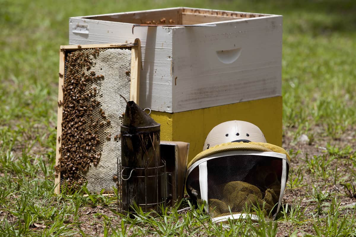 Equipment Needed For Domestic Beekeeping