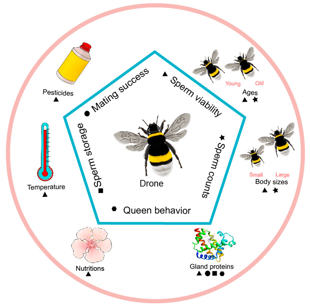Factors That Influence When Bees Return To The Hive