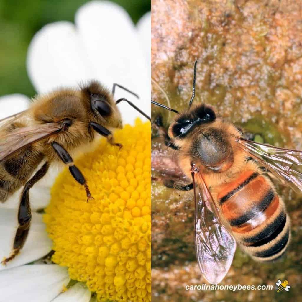 Factors To Consider When Choosing A Honey Bee Breed