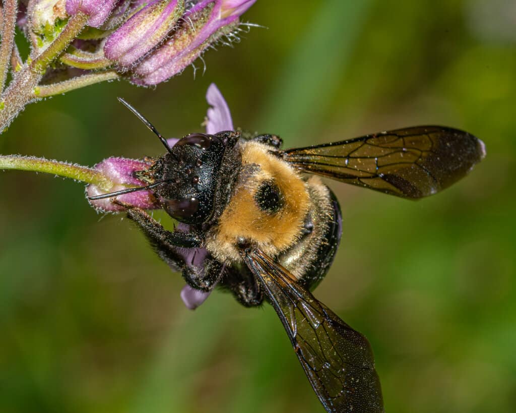 Factors To Consider When Choosing Between Bumblebees, Mason Bees And Carpenter Bees