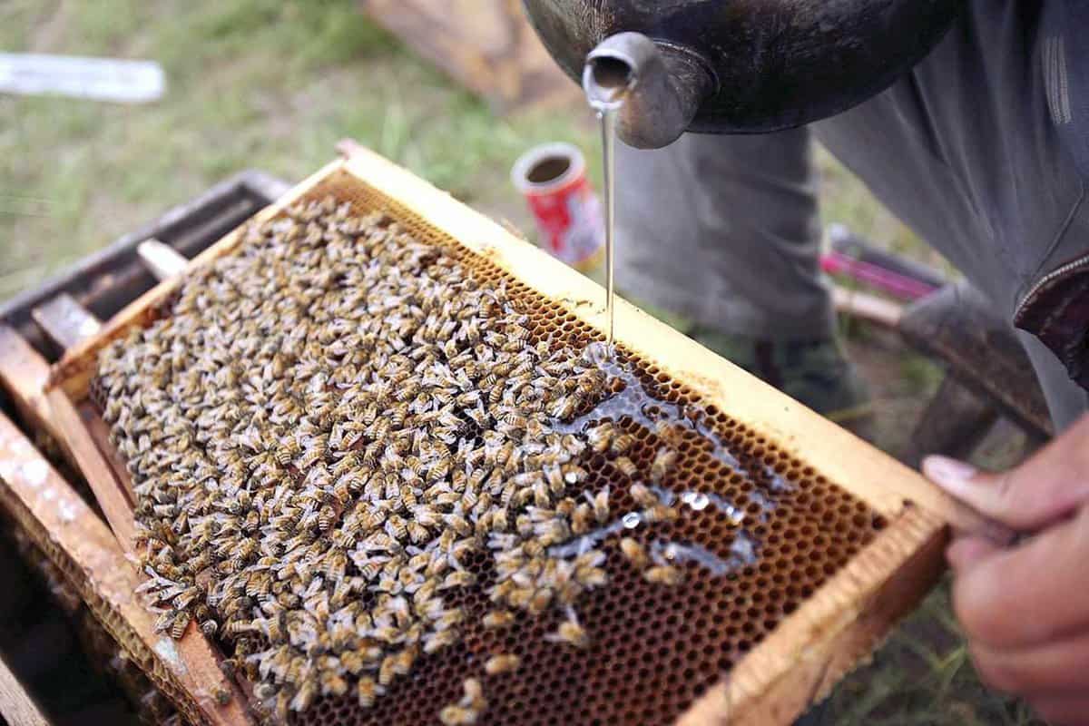 Feeding Your Domestic Bees