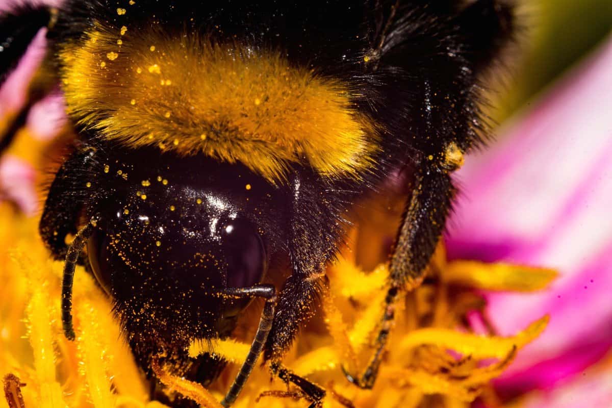 Surprising Benefits of Keeping a Furry Bee for Beekeeping