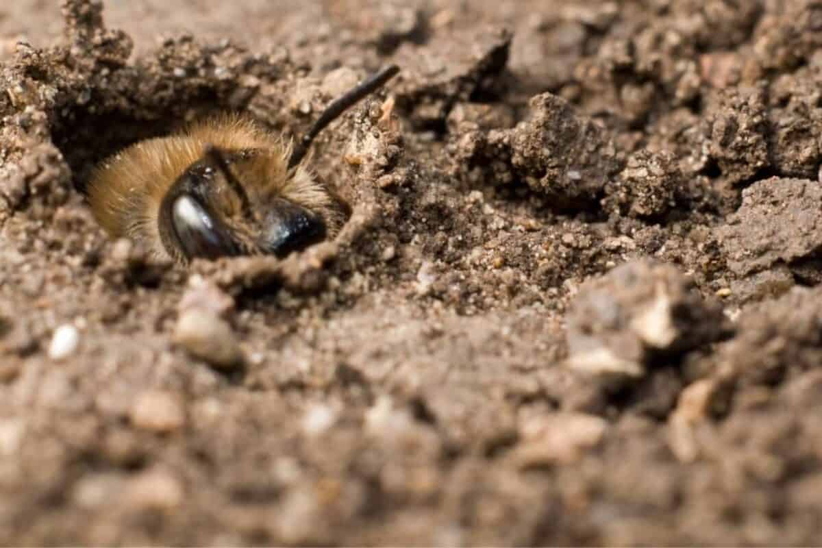 Ground Bee: An Essential Part of Beekeeping