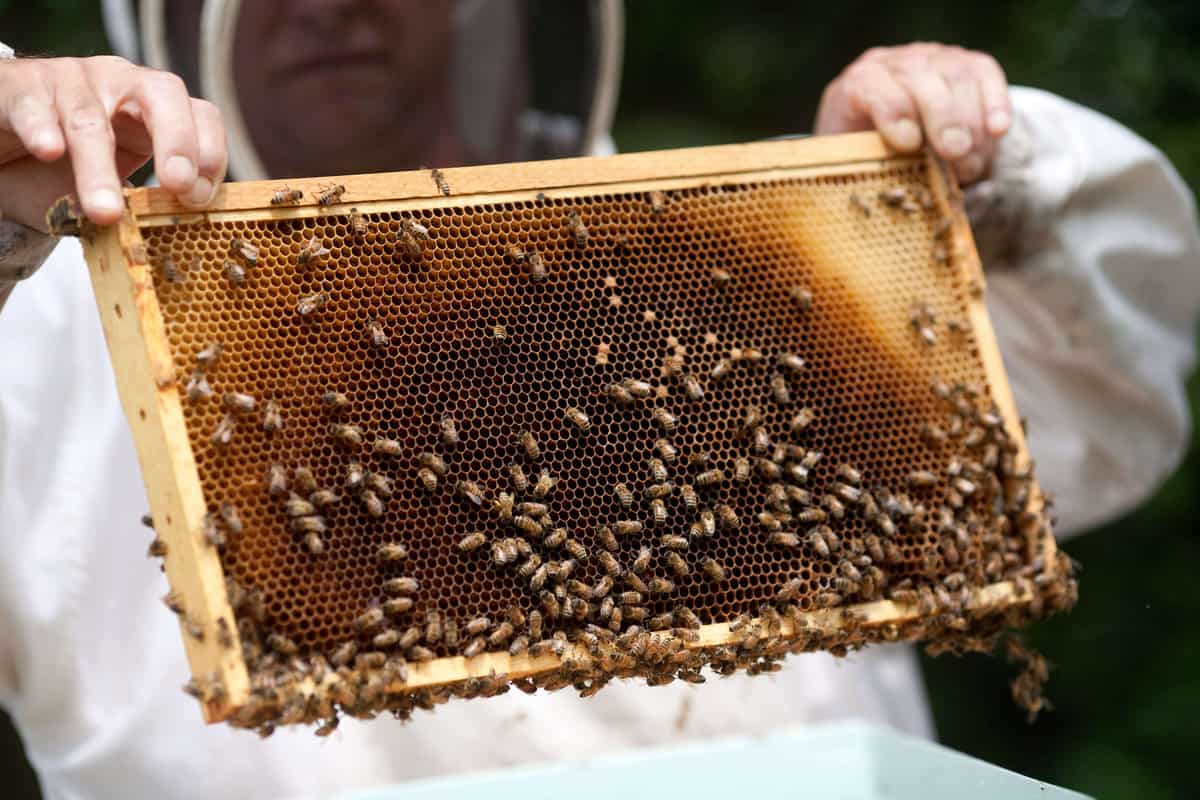 Harvesting Honey