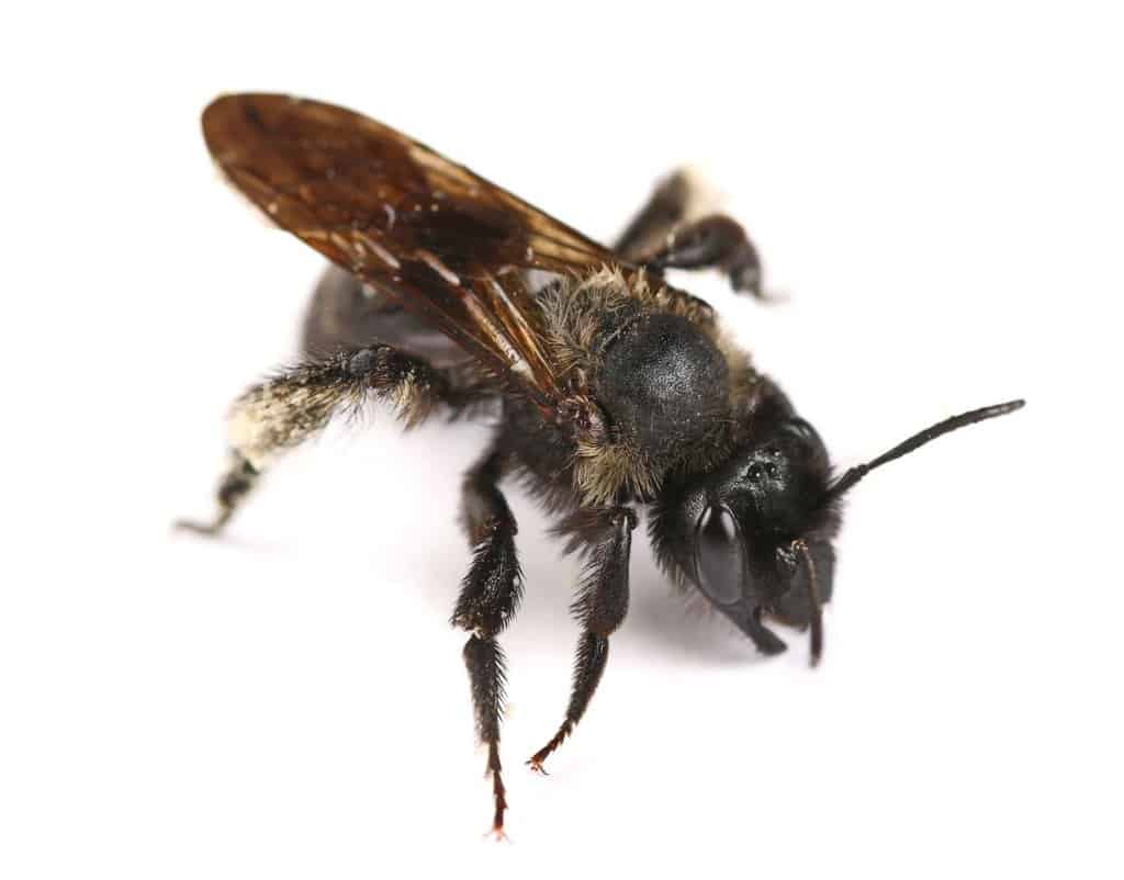 History Of Dark Bees