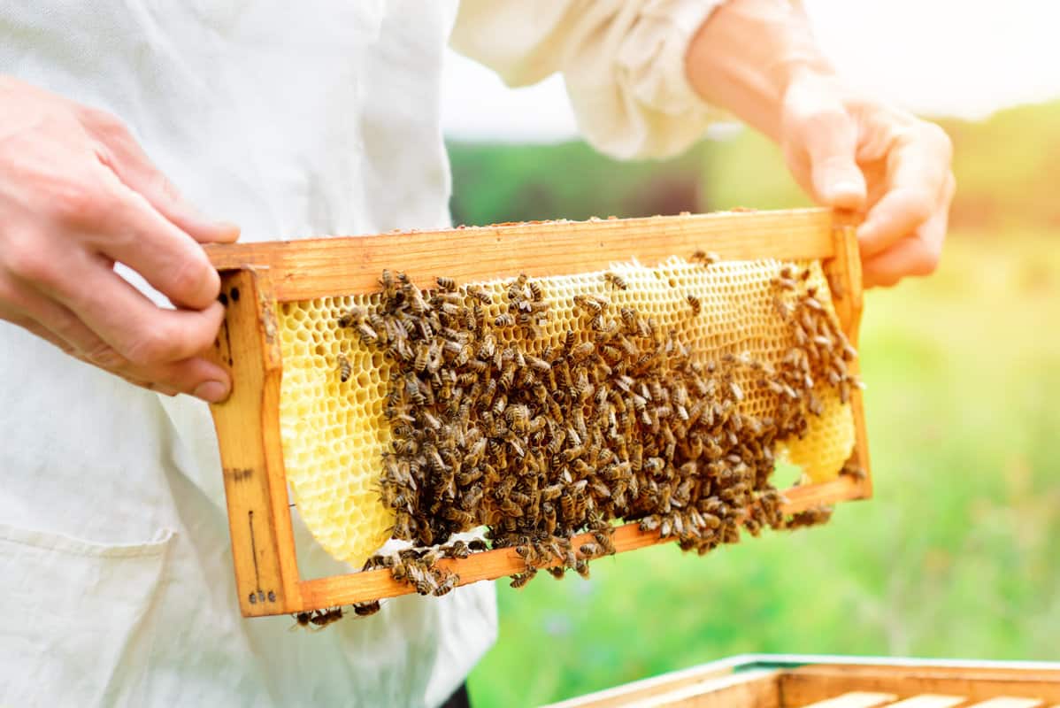 Honey Bee Breeding