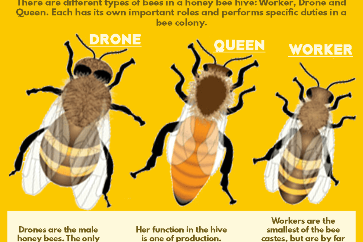 Expert Guide to Beekeeping: Discover the Different Breeds of Honey Bees