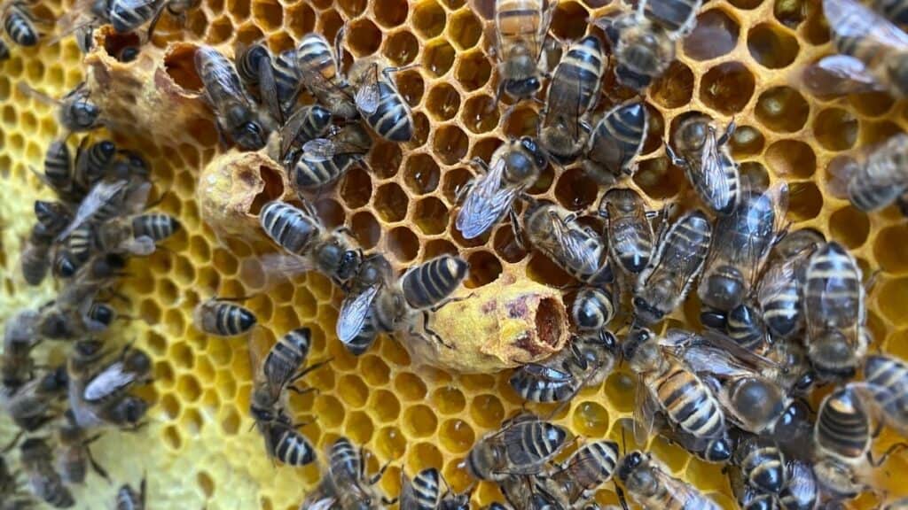 What Does a Honey Bee Look Like? A Comprehensive Guide to Beekeeping ...