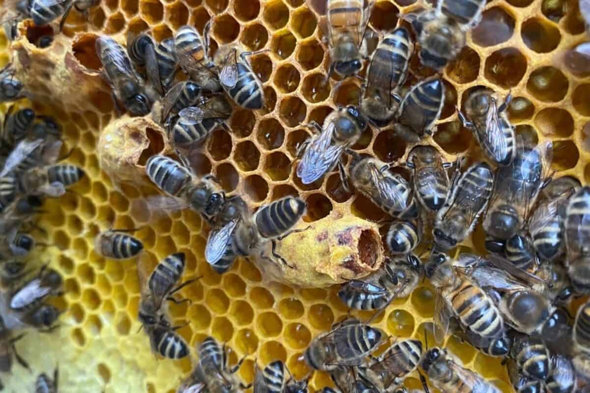 What Does a Honey Bee Look Like? A Comprehensive Guide to Beekeeping