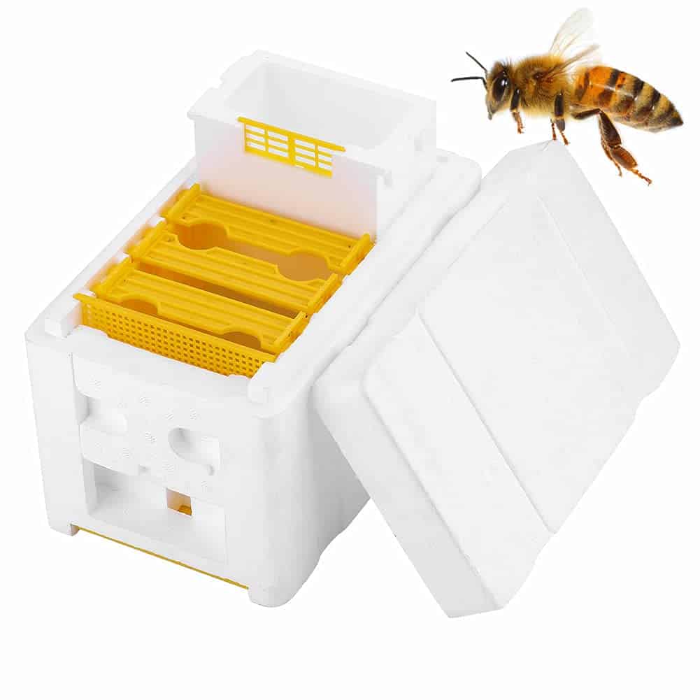 Honey Bee Mating