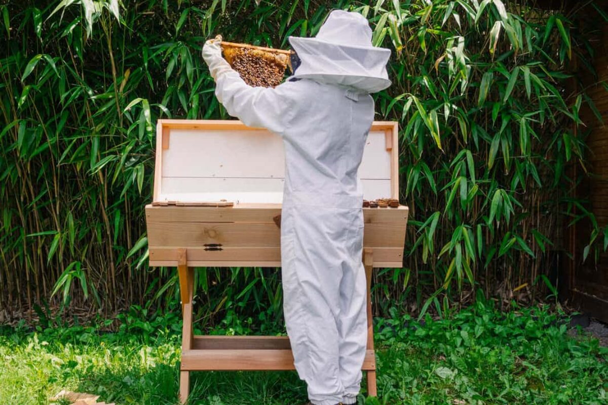 Beekeeping: Learn About the Advantages of Keeping a Small Honey Bee Hive