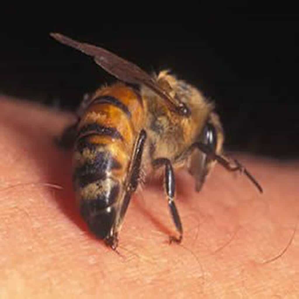 Honey Bee Stinger